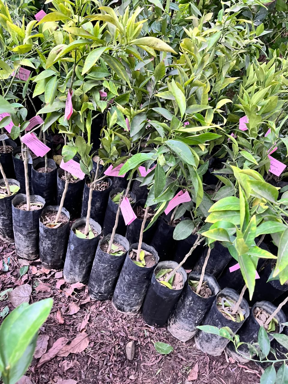 Plantas del vivero
